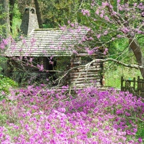 A log cabin surrounded by pink spring flowers.