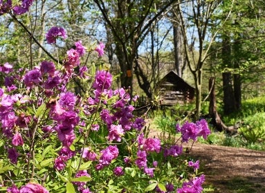 A flowering shrub in bloom with magenta flowers in the foreground, with a log cabin in a wooded setting in the background. 